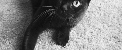 Introducing Inca