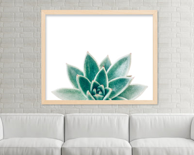 Succulent Photograph - Photography Print
