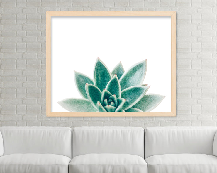 Succulent Photograph - Photography Print