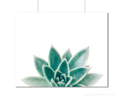 Succulent Photograph - Photography Print