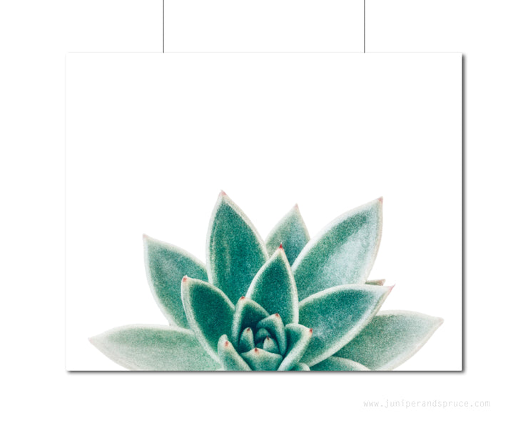 Succulent Photograph - Photography Print